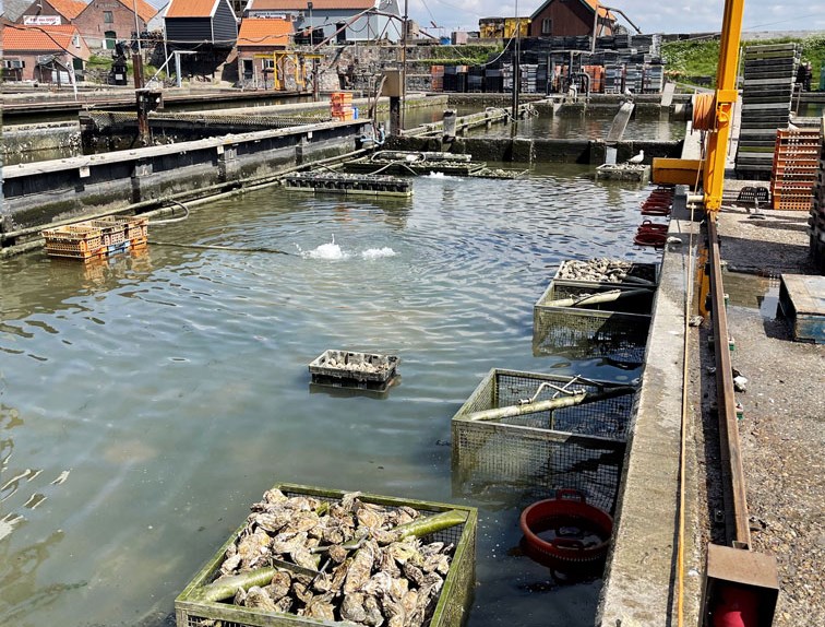 Onze eerste wandeltip in Zeeland! Yerseke oesterputten, proef ze tijdens de wandelroute Proef de Oosterschelde!