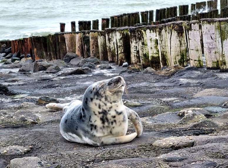 Zeehond
