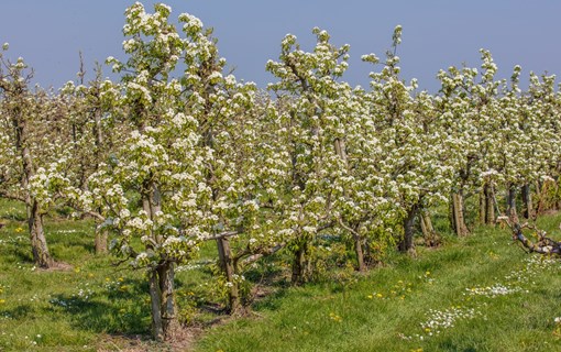 bloesem boomgaard