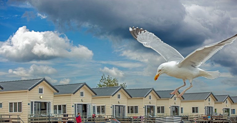 Vrouwenpolder strand vakantiehuis meeuw