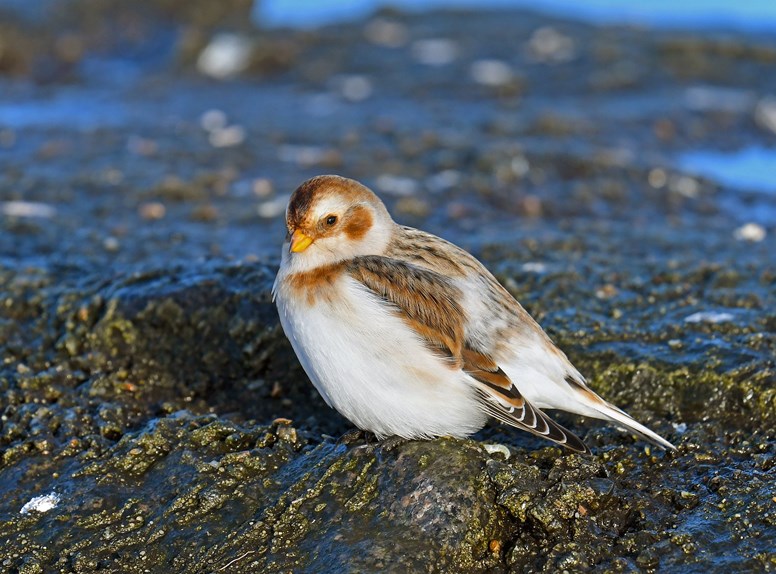 Bijzondere vogels