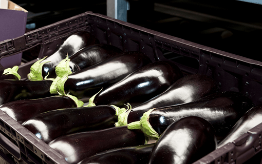 Aubergines kweken