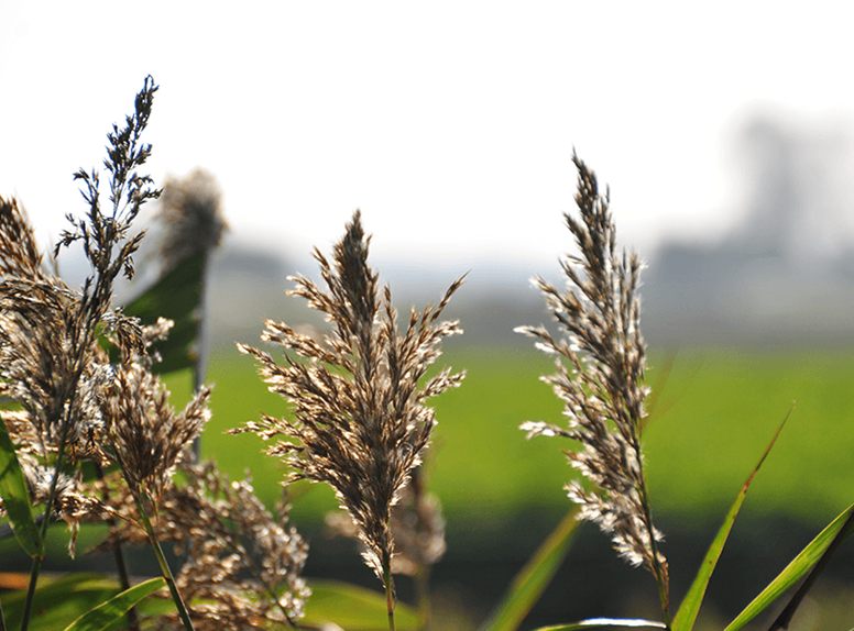 Sluis pluimen landschap